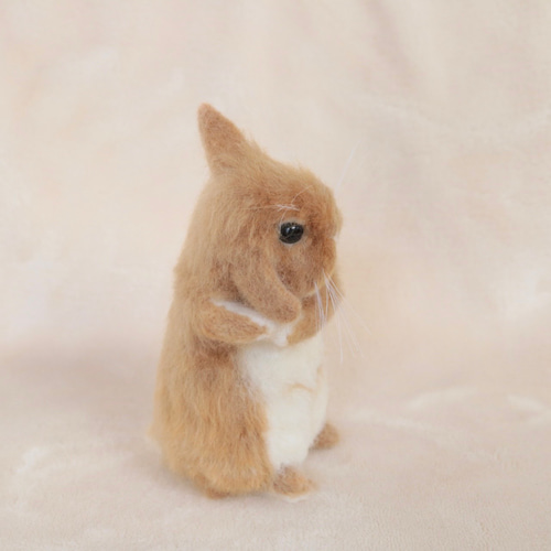 soldティモテをしているうさぎさん ネザーランドドワーフ オレンジ