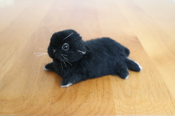 リラックスポーズのベビーうさぎさん ロップイヤー ブラック 黒 羊毛