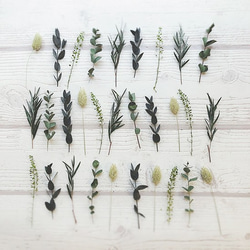 山葡萄の蔓 B級品 1キロ 山葡萄の蔓 B級品 1キロ