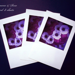 anemone & rose ポストカード 3枚セット アネモネ バラ 1枚目の画像