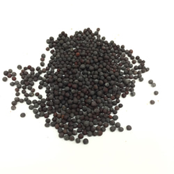 マスタードシード Mustard Seed 100g 2枚目の画像