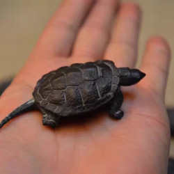 青銅器時代が - 小さなお茶のペットの亀@] Chunyang小動物、人々を