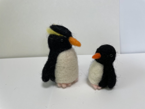 イワトビペンギン　親子 2枚目の画像