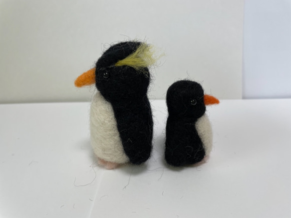 イワトビペンギン　親子 4枚目の画像