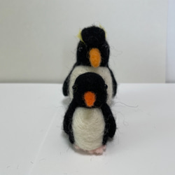 イワトビペンギン　親子 5枚目の画像