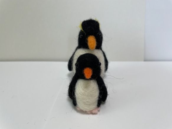 イワトビペンギン　親子 5枚目の画像