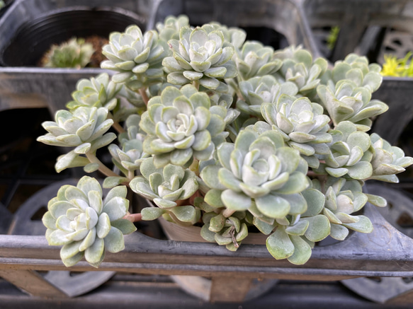 白雪ミセバヤ　セダム　多肉植物 2枚目の画像