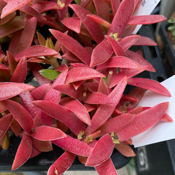 紅葉祭り　多肉植物 1枚目の画像