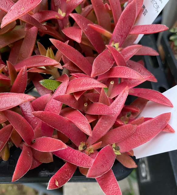 紅葉祭り　多肉植物 1枚目の画像