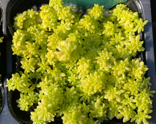 黄金細葉万年草 多肉植物 その他素材 プクニク 通販 10731155｜Creema