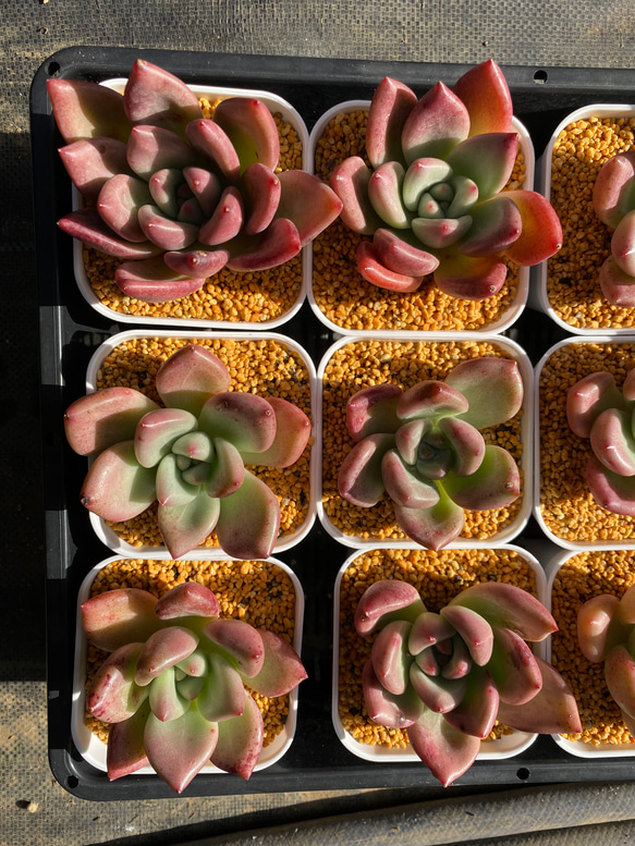 オパリナ×ピンクシャンペーン　韓国苗　多肉植物 3枚目の画像