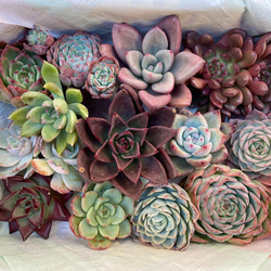 韓国苗セット➀ 13種類 多肉植物 その他素材 プクニク 通販 10967149