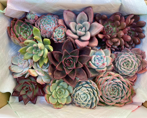 0_010977b51b5103f8c50ec98cf375