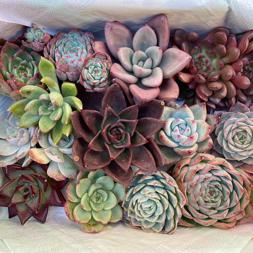 韓国苗セット➀ 13種類 多肉植物 その他素材 プクニク 通販 10967149