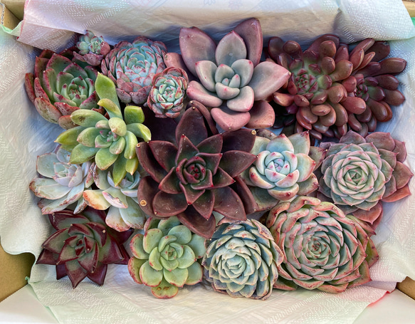 多肉植物 韓国苗　ブルーハイヒール To4韓国苗 多肉植物美苗 交配種 100苗セット 実生 【多肉植物