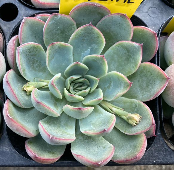 ハルウララ　多肉植物 1枚目の画像