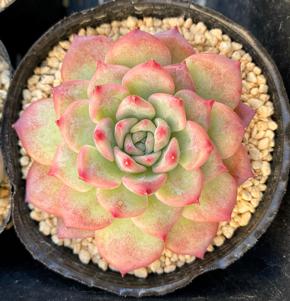 AKマリア 韓国苗 多肉植物 その他素材 プクニク 通販｜Creema(クリーマ 