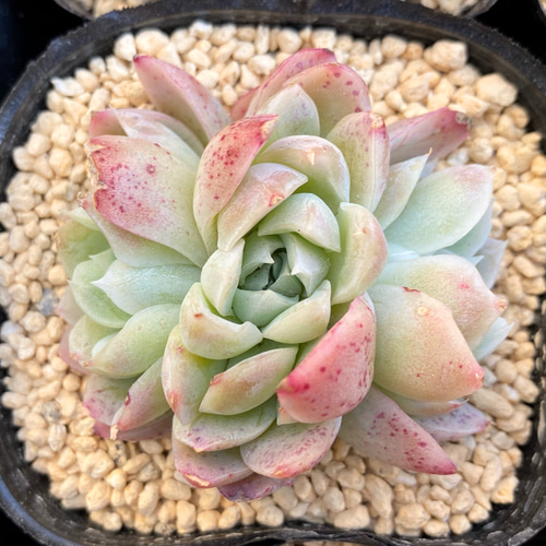 アルバミニ×ラズベリーアイス 韓国苗 多肉植物 その他素材 プクニク