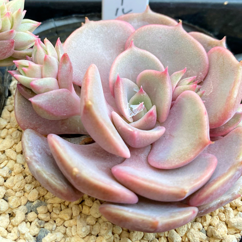 ピンクロール 韓国苗 多肉植物 その他素材 プクニク 通販 11345137