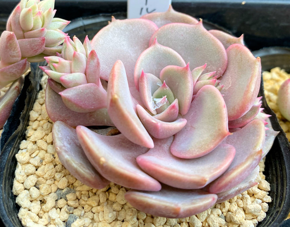 ピンクロール 韓国苗 多肉植物 その他素材 プクニク 通販 11345137