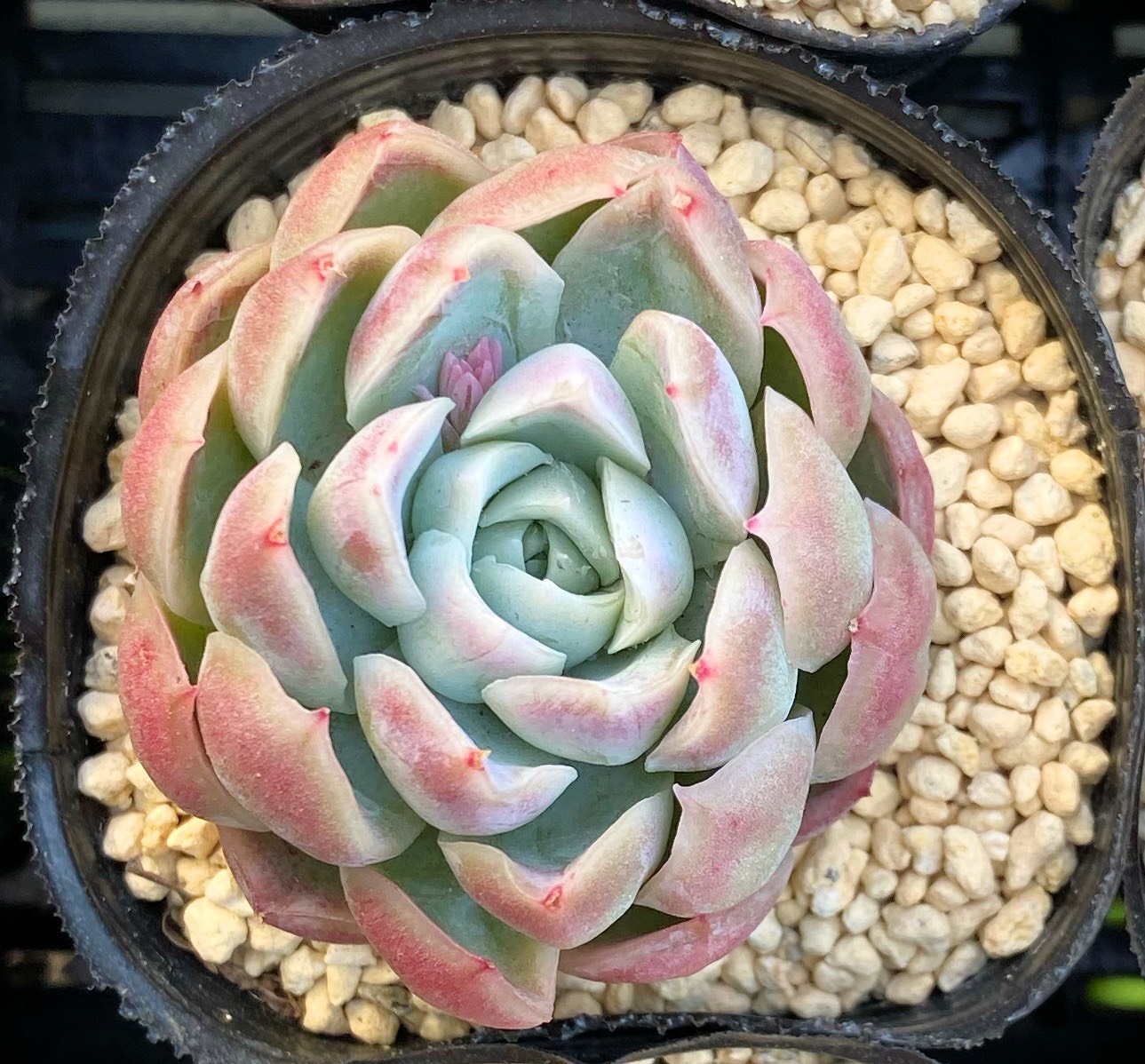 アルバビューティー大群生