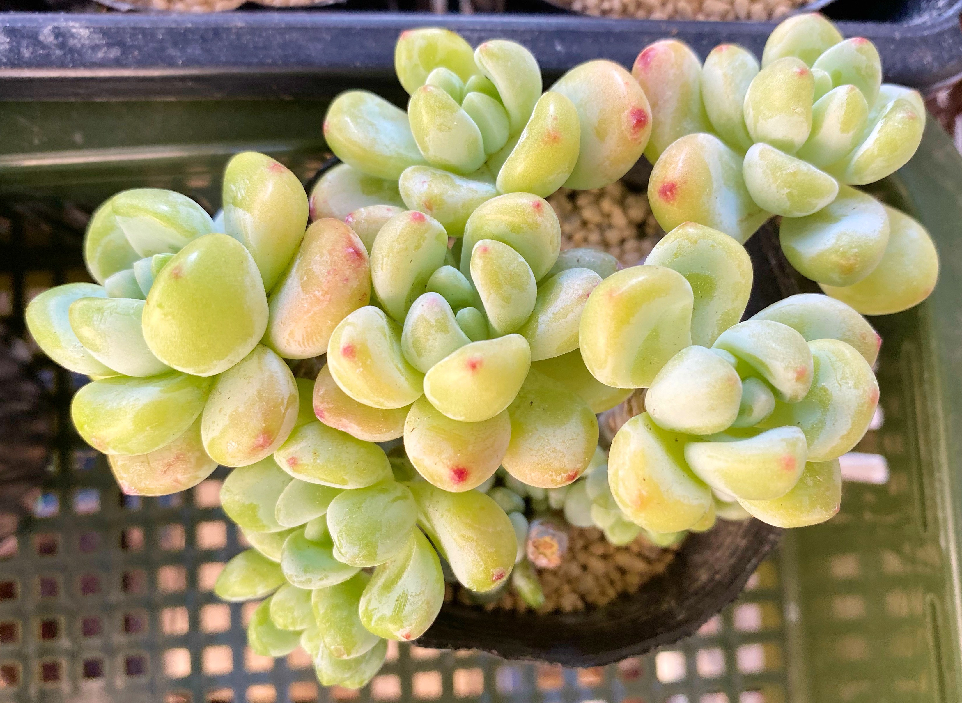 ロッティ 群生 韓国苗 多肉植物 その他素材 プクニク 通販
