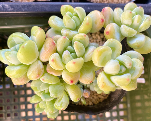 多肉植物 韓国苗 Totty様 多肉植物 韓国苗 Totty様