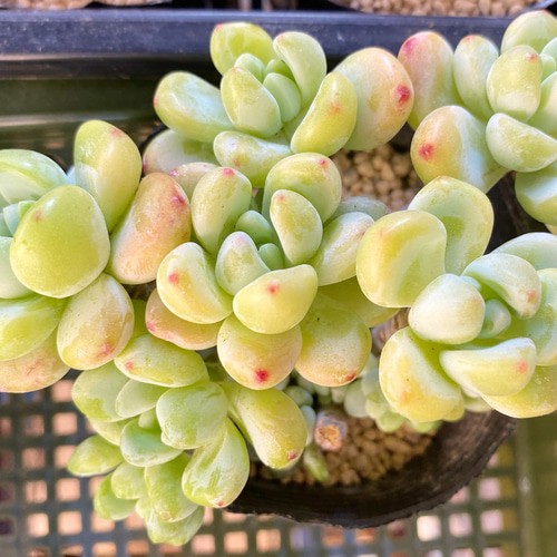 ロッティ 群生 韓国苗 多肉植物 その他素材 プクニク 通販