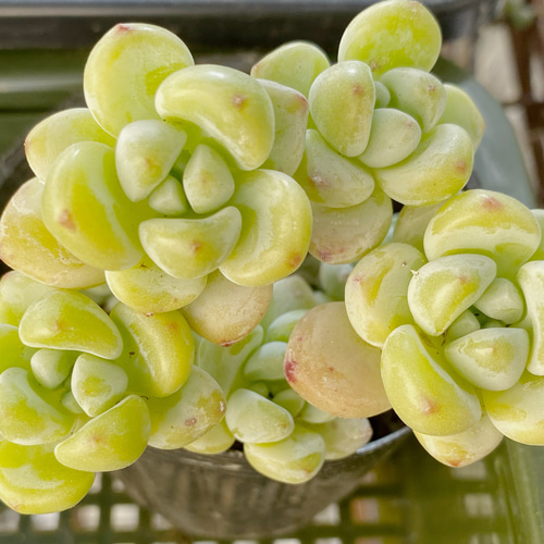 多肉植物 韓国苗 Totty様 多肉植物 韓国苗 Totty様 多肉植物 韓国苗 Totty様