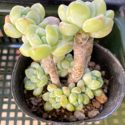 ロッティ 群生 韓国苗 多肉植物 その他素材 プクニク 通販 11355750