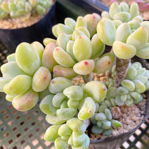 ロッティ 群生 韓国苗 多肉植物 その他素材 プクニク 通販 11355750