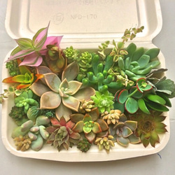 寄せ植え④☆多肉植物 その他素材 プクニク 通販 1145319｜Creema