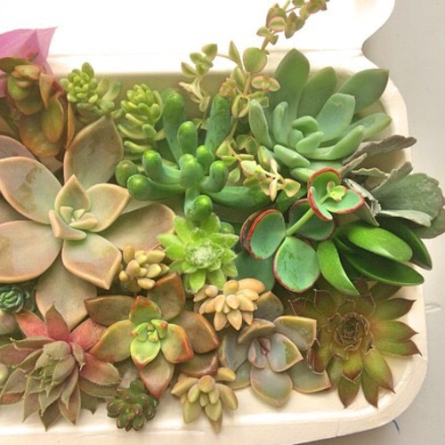寄せ植え④☆多肉植物 その他素材 プクニク 通販 1145319