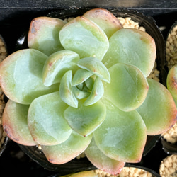 スリョン 多肉植物 多肉植物 プクニク 通販 12624520｜Creema(クリーマ)