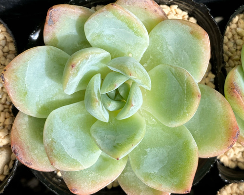 多肉植物   スリョン　韓国苗 スリョン 多肉植物 多肉植物 プクニク 通販 12624520｜Creema