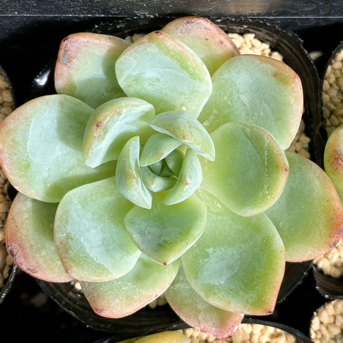 スリョン 多肉植物 多肉植物 プクニク 通販 12624520｜Creema(クリーマ)