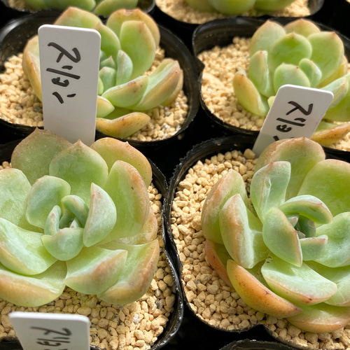 スリョン 多肉植物 多肉植物 プクニク 通販 12624520｜Creema(クリーマ)