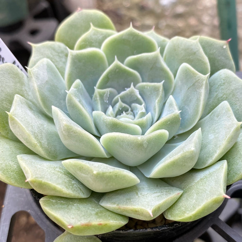 セグリットピーチ×ヘレナ 多肉植物 多肉植物 プクニク 通販｜Creema 