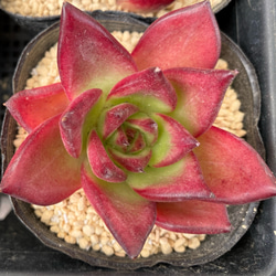 ロブ 韓国苗 多肉植物 多肉植物 プクニク 通販 12668750｜Creema