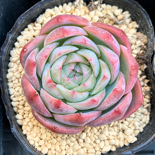 楽天市場】多肉植物 エケベリア アローンスター 韓国苗 抜き苗