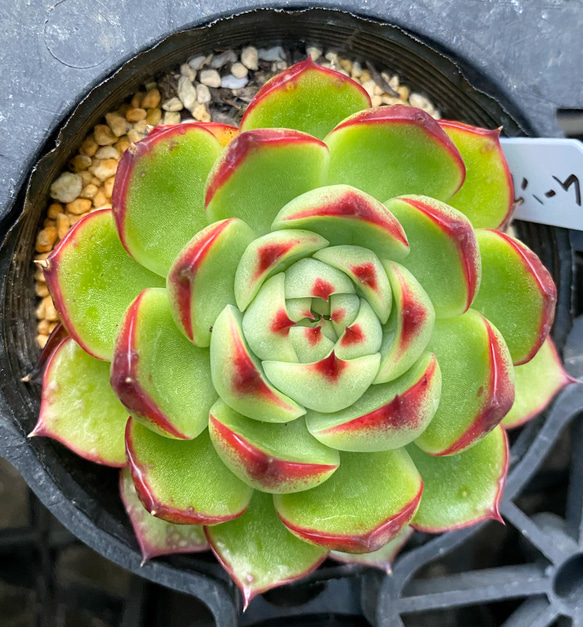 ムーンストーン　韓国苗　多肉植物 1枚目の画像