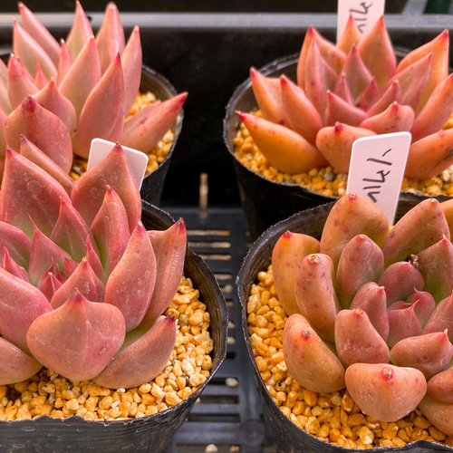 ソウル 韓国苗 多肉植物 多肉植物 プクニク 通販 12668790