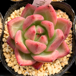 ピンクハニーhyb 韓国苗 多肉植物 多肉植物 プクニク 通販 12738312