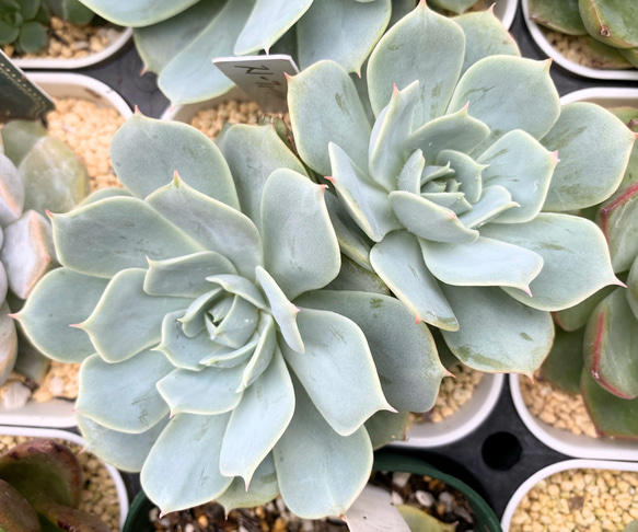 スノーフィールド◎多肉植物 カット苗 韓国苗 エケベリア等 スノーフィールド◎多肉植物 カット苗 韓国苗 エケベリア等 スノー