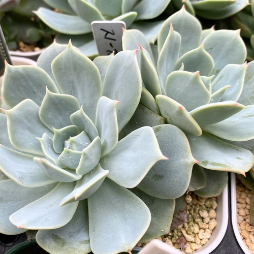 スノーフィールド◎多肉植物 カット苗 韓国苗 エケベリア等 スノーフィールド 大株 多肉植物 多肉植物 プクニク 通販 12763406