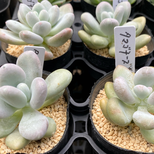 タマゴチーズ美人 多肉植物 多肉植物 プクニク 通販 12763502 タマゴチーズ美人 多肉植物 多肉植物 プクニク 通販 12763502