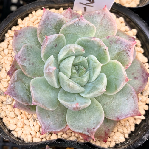 ヒューミリス×ラグジュアリー 多肉植物 多肉植物 プクニク 通販