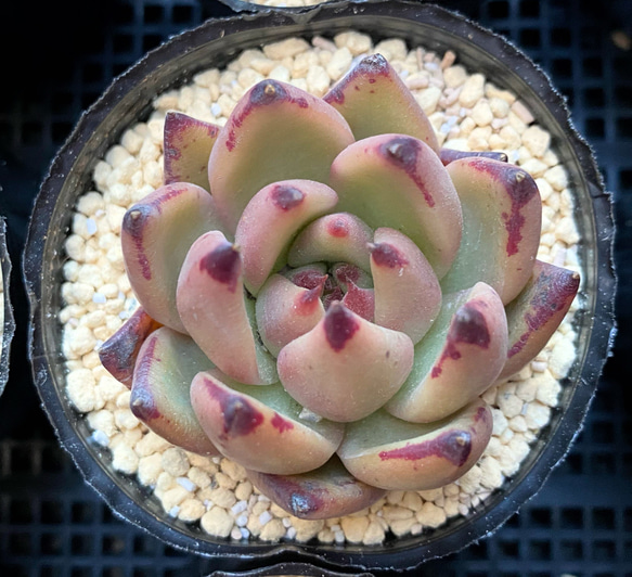 ロメオ×ギルティ 多肉植物 多肉植物 プクニク 通販 12809525