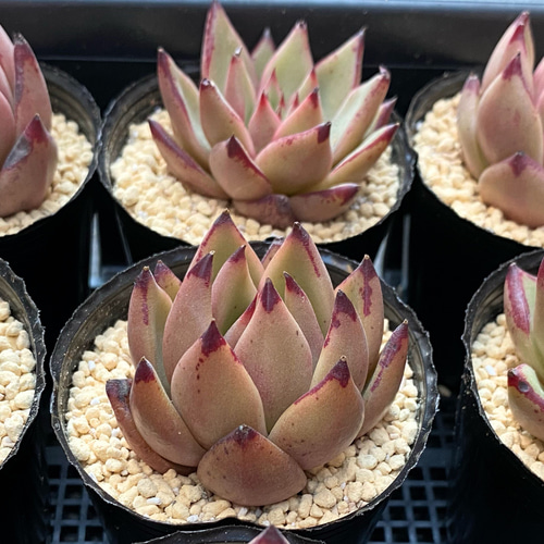 ロメオ×ギルティ 多肉植物 多肉植物 プクニク 通販 12809525