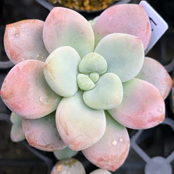 レジェンド 多頭 多肉植物 多肉植物 プクニク 通販 12873027｜Creema